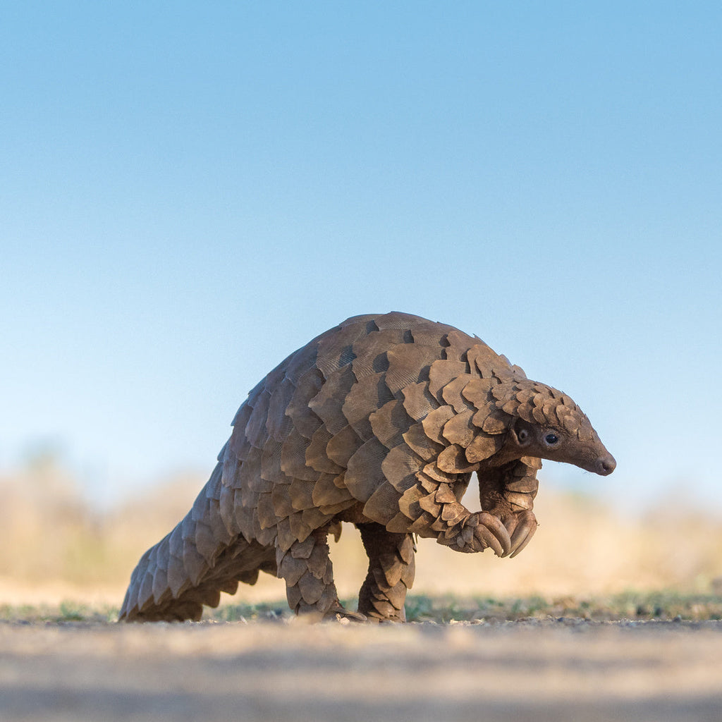 A Vet Kit for Pangolins