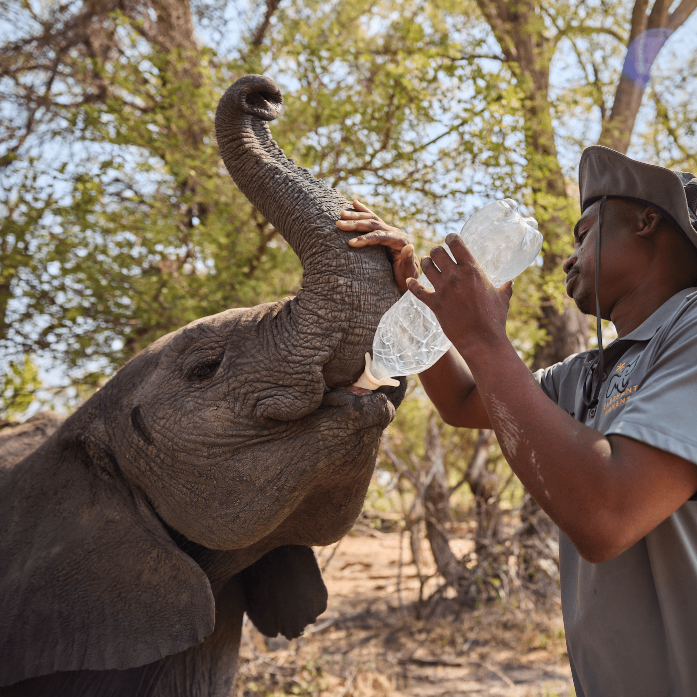 Feed a Baby Elephant - Pelorus Foundation Store