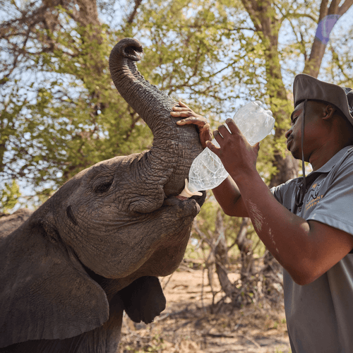 Feed a Baby Elephant - Pelorus Foundation Store