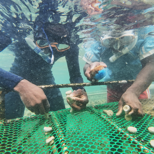 Grow a Coral Garden - Pelorus Foundation Store