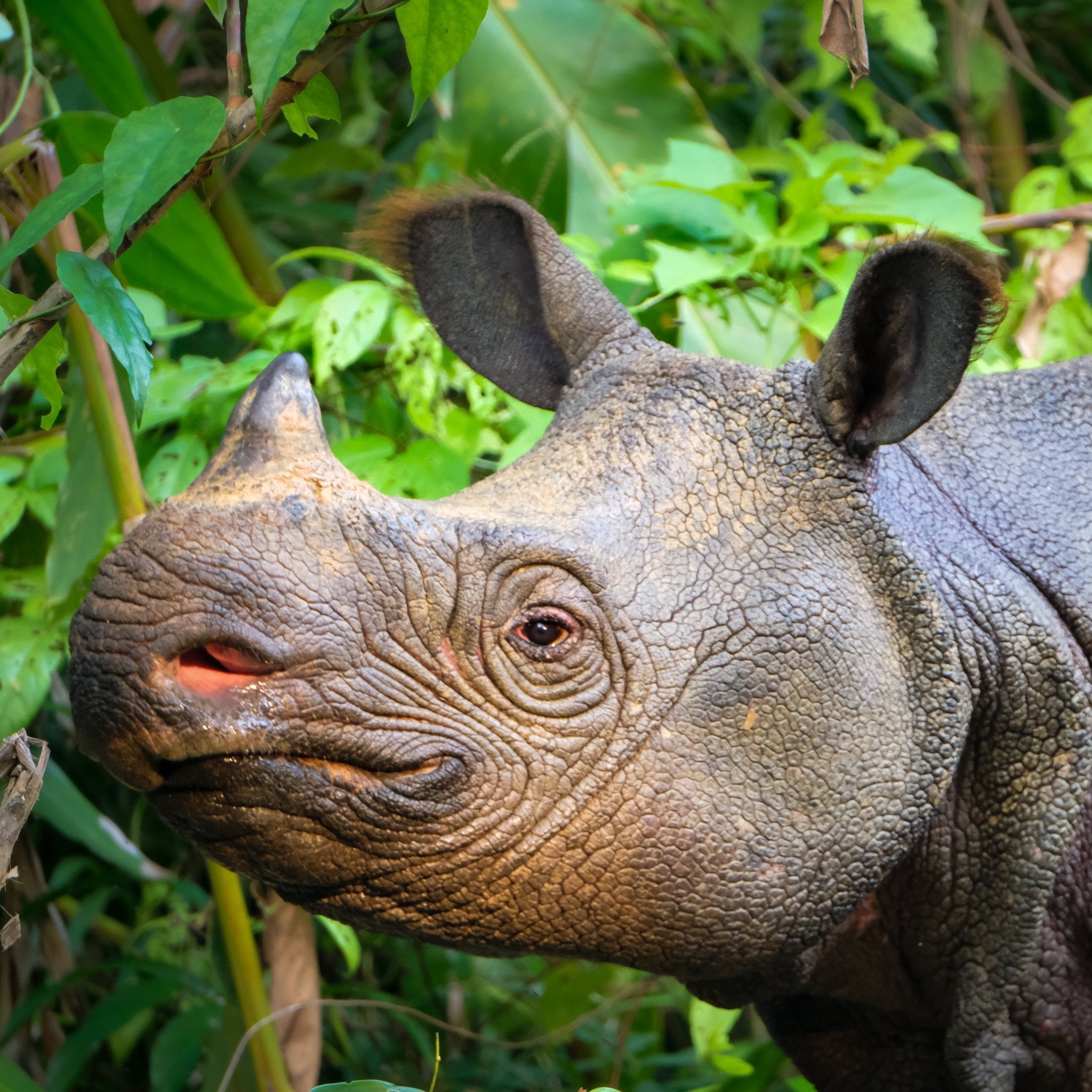 Observation Cameras to protect the World's Rarest Rhino - Pelorus Foundation Store